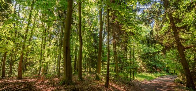 light through trees in forest